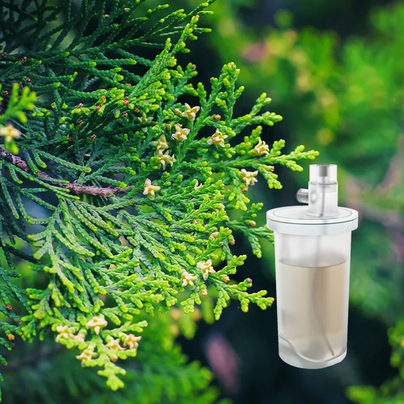 Cedar and Balsam