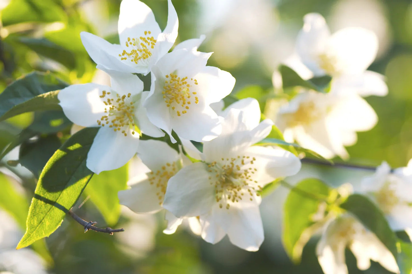 Jasmine Fragrance Oil