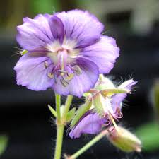 Lavender and Geranium