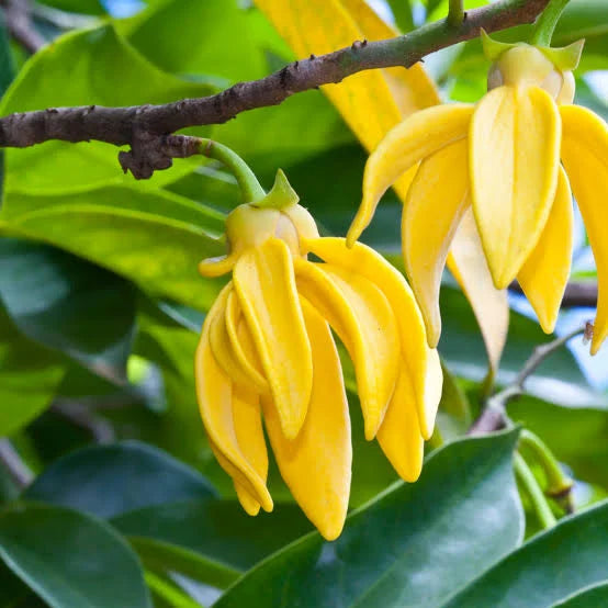 Ylang Ylang Fragrance Oil
