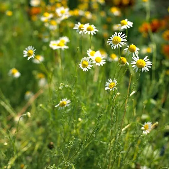 Chamomile Fragrance Oil